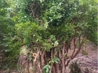 Jabuticaba