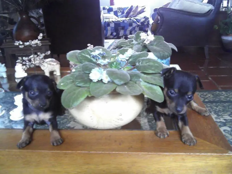 PINSCHER MINIATURA LINDOS FILHOTES DISPONIVEIS