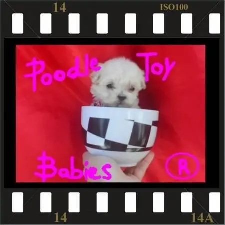 POODLE MICRO E POODLE TOY VERDADEIROS BIBELOS LOVPUPPIES KENNEL