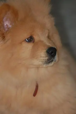 PROCURO NAMORADA PARA MEUS CHOW CHOWS