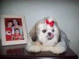 SHIH TZU FEMEA A VENDA