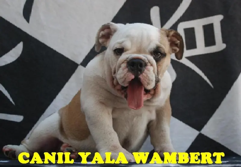 BULLDOG INGLÊS LINDAS FÊMEAS PROMOÇÃO DE CARNAVAL