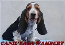 BASSET HOUND PROMOÇÃO DE PÁSCOA