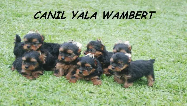 YORKSHIRE LINDAS FEMEAS DISPONIVEIS