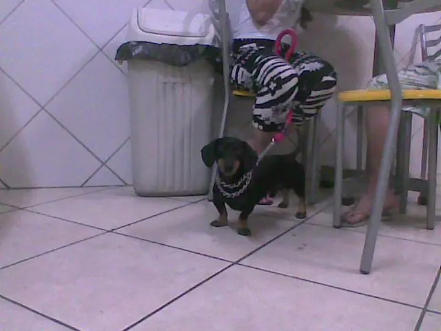 Basset, Tekel, Cofap, Lindos filhotes miniatura