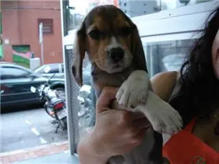 Venda de Poodle, Lhasa, York, Pinscher, Labrador, Cocker, Basset, beagle