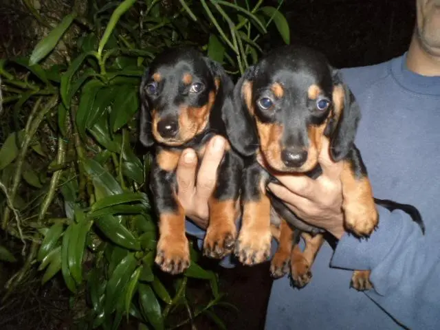 VENDO FILHOTES DE BASSET MACHO PRETO COM CANELA ANÃO