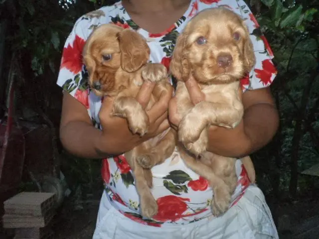 VENDO LINDOS FILHOTES DE COCKER SPANIEL MACHO CARAMELO