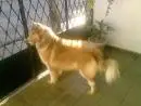 FILHOTES DE COLLIE RECIFE
