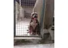 Filhotes American Bully Blue com pedigree