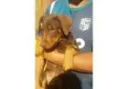 Filhotes de Doberman