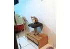 Arranhador e cama para gatos -