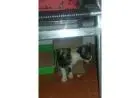 Doacao de gato