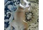 American bully femea 5 meses
