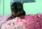 Canil York bibelo é aqui