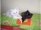 GATOS PERSA - FILHOTES PARA RESERVA