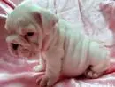 Masculino e feminino Inglês bulldog cachorros