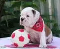 bonitinho Inglês bulldog cachorro para venda