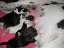 DOGUE ALEMÃO FILHOTES DISPONIVEIS