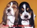 BASSET HOUND BICOLORES E TRICOLORES PROMOÇÃO DE CARNAVAL