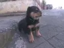 Rottweiler filhotes Alto nivel, Exçelente pedigree