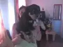 VENDA FILHOTE DE ROTTWEILER PROÇEDENCIA E QUALIDADE GRANTIDA