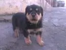 Rottweiler temos um lindo filhotão disponivel a venda