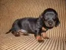 Dachshund Miniatura filhotes belissimos