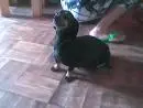 Dachshund Miniatura Kaninchen Exçelentes filhotes