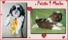 filhote shih tzu macho femea pedigree sao goncalo itaborai niteroi rio de janeiro