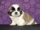 VENDO FILHOTES DE SHIH-TZU. ESCOLHA O SEU