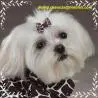 MALTÊS CANIL BABY DOG