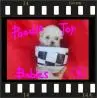 POODLE MICRO E POODLE TOY VERDADEIROS BIBELOS LOVPUPPIES KENNEL
