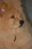 PROCURO NAMORADA PARA MEUS CHOW CHOWS