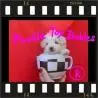 CANIL DE POODLES SOMENTE POODLES NAO CRIAMOS OUTRAS RACAS POODLE MICRO E POODLE TOY LOVPUPPIES