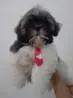 Filhotes de Yorkshire / Lhasa / Shih Tzu / Poodle