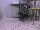 Basset, Tekel, Cofap, Lindos filhotes miniatura