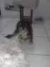 Vendo Filhote de Lhasa Apso