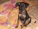 VENDO FILHOTE DE PINCHER 00 PRETO COM CANELA