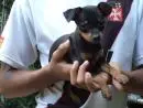VENDO FILHOTE DE PINCHER 00 PRETO COM CANELA