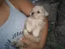 VENDO FILHOTES DE POODLE TOYZINHO MACHO CHAMPANHE