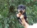 VENDO LINDOS FILHOTES DE ROTTWEILER MACHO E FEMEA
