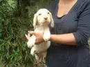 VENDO FILHOTES DE LABRADOR MACHO E FEMEA CHAMPANHE