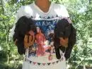 VENDO FILHOTES DE COCKER SPANIEL MACHO E FEMEA PRETINHOS