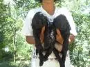 VENDO FILHOTES DE COCKER PRETO MACHO E FEMEA