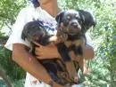 VENDO FILHOTE DE ROTTWEILER CABEÇA DE TOURO FEMEA