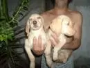 VENDO FILHOTES DE LABRADOR FEMEA CHAMPANHE