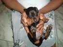 VENDO FILHOTINHOS DE BASSET MACHO E FEMEA PRETO COM CANELA