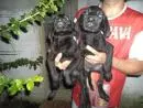 vendo filhotinhos de labrador macho e femea pretinhos