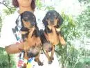 VENDO FILHOTES DE BASSET PRETO COM CANELA ANÃO TEM MACHO E FEMEA